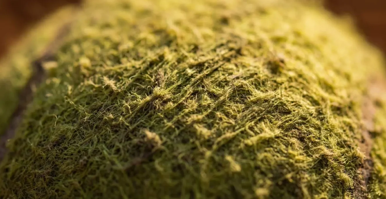 Gros plan macro sur le feutre usé d'une balle de tennis après plusieurs sets de compétition